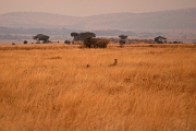 Tanzanie0241EPV0267