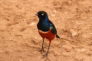 Tanzanie0252EPV0278