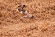 Tanzanie0254EPV0280