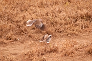 Tanzanie0255EPV0281