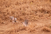 Tanzanie0256EPV0282