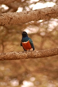 Tanzanie0263EPV0289