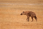 Tanzanie0267EPV0293