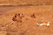 Tanzanie0279EPV0305