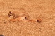 Tanzanie0283EPV0309