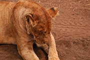 Tanzanie0285EPV0311