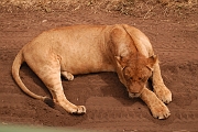 Tanzanie0290EPV0317