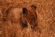 Tanzanie0291EPV0318