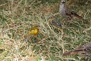 Tanzanie0297EPV0324