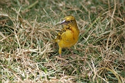 Tanzanie0299EPV0326