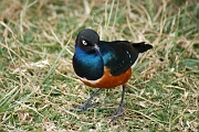 Tanzanie0301EPV0328