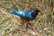 Tanzanie0302EPV0329