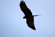 Tanzanie0312EPV0339