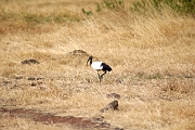 Tanzanie0318EPV0345