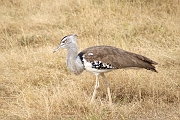 Tanzanie0321EPV0348