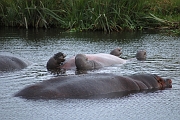 Tanzanie0330EPV0357