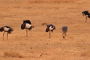 Tanzanie0337EPV0364