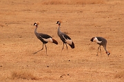 Tanzanie0338EPV0365