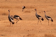 Tanzanie0339EPV0366