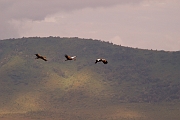 Tanzanie0340EPV0367