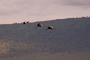 Tanzanie0341EPV0368