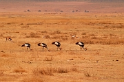 Tanzanie0343EPV0370