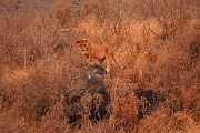 Tanzanie0353EPV0380