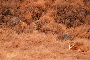 Tanzanie0354EPV0381