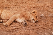 Tanzanie0359EPV0386