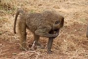 Tanzanie0375EPV0402