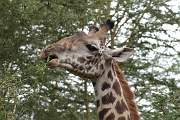Tanzanie0377EPV0404