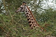 Tanzanie0379EPV0406