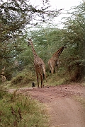 Tanzanie0380EPV0407