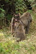 Tanzanie0381EPV0408