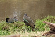 Tanzanie0384EPV0411
