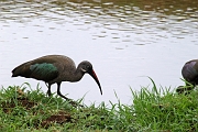 Tanzanie0385EPV0412