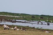 Tanzanie0386EPV0413