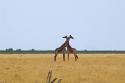 Tanzanie0392EPV0419