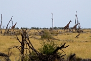 Tanzanie0393EPV0420