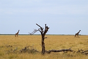 Tanzanie0394EPV0421