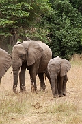 Tanzanie0397EPV0424