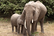 Tanzanie0403EPV0430