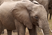Tanzanie0406EPV0433