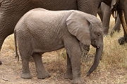 Tanzanie0407EPV0434