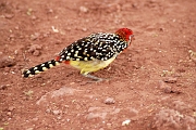 Tanzanie0413EPV0443
