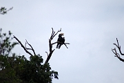 Tanzanie0415EPV0445