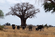 Tanzanie0437EPV0469