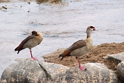 Tanzanie0446EPV0480