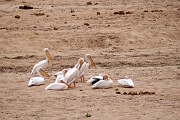 Tanzanie0448EPV0482