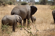 Tanzanie0455EPV0489